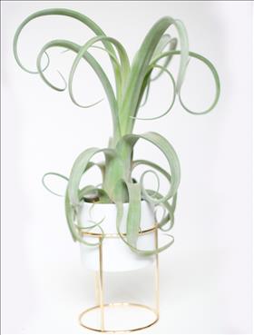 Curly Airplant