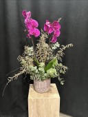 Orchidee Rose