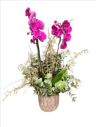 Orchidee Rose