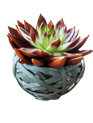Vela Sukulent