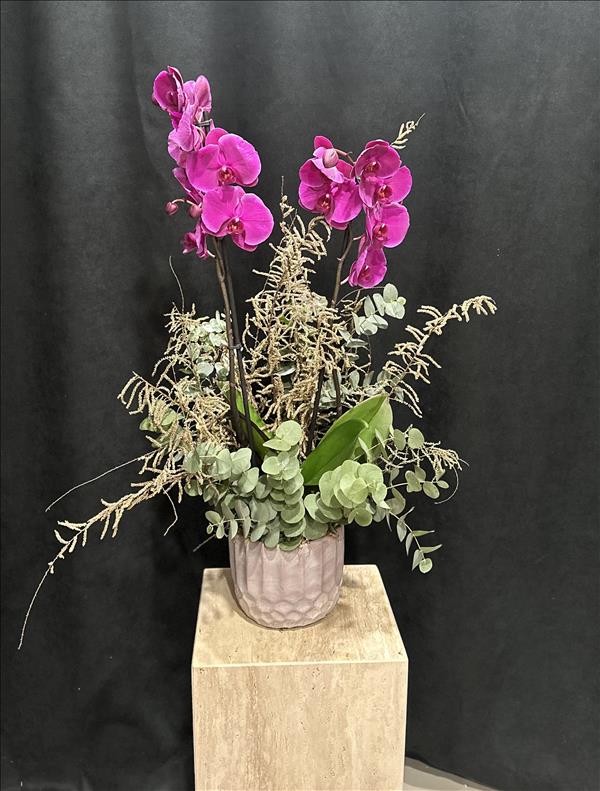 Orchidee Rose