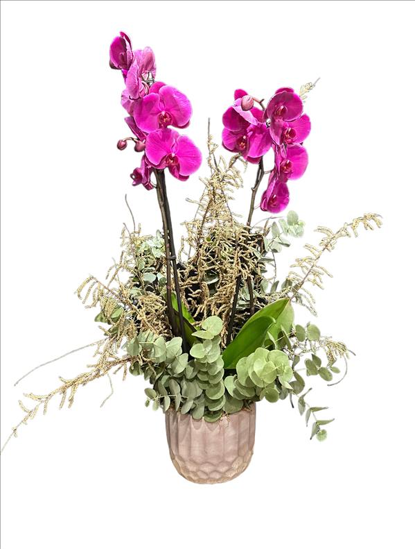 Orchidee Rose