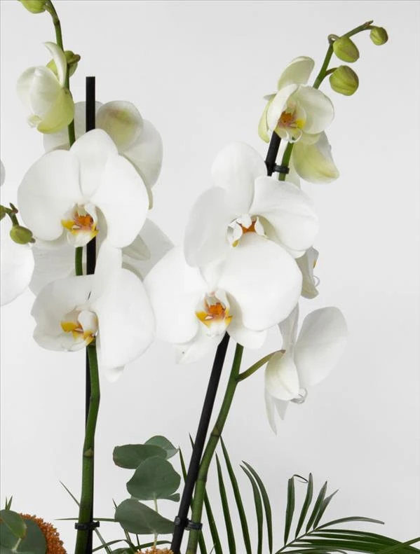 Grande White 4 Dal Beyaz Orkide Aranjmanı
