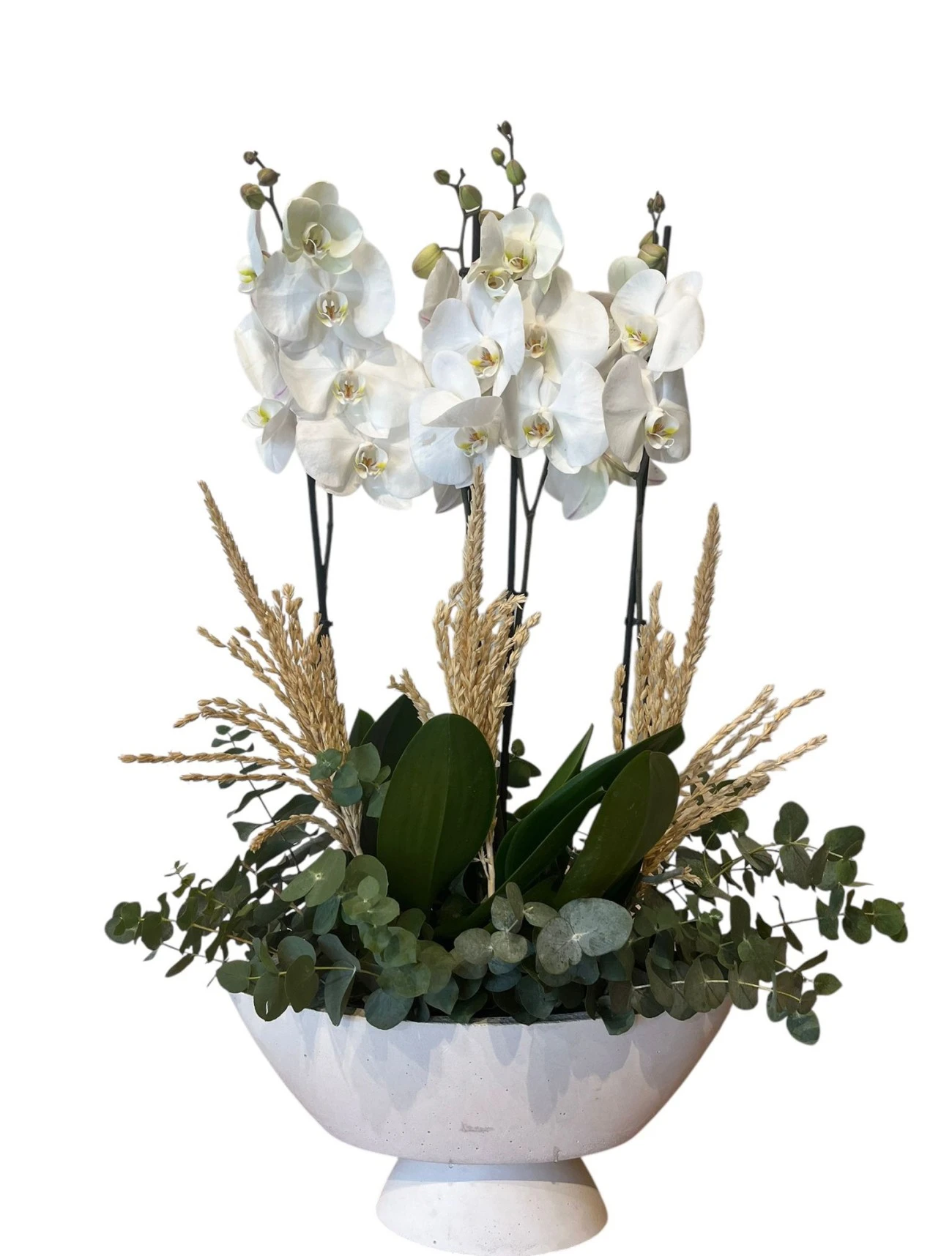 Grande White 4 Dal Beyaz Orkide Aranjmanı
