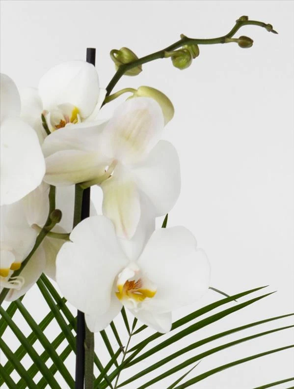 Luna Beyaz 2 Dal Orkide